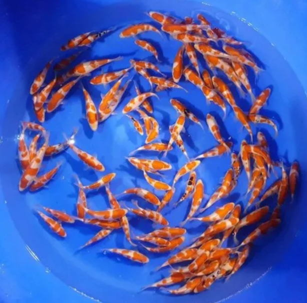 Japanese Koi Fish