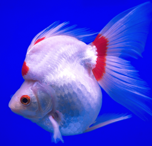 Ryūkin Fancy Gold Fish ( White & Orange )