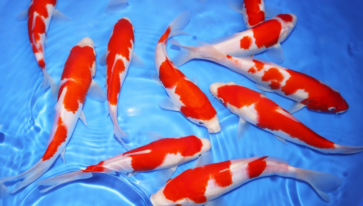 Japanese Koi Fish