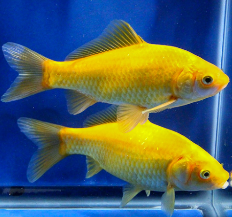 Yellow Koi Carp Fish