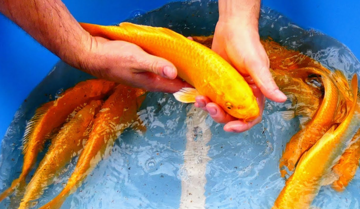 Yellow Koi Carp Fish