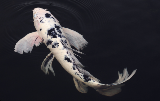 Harlequin Koi Carp Fish Japanese Koi Fish