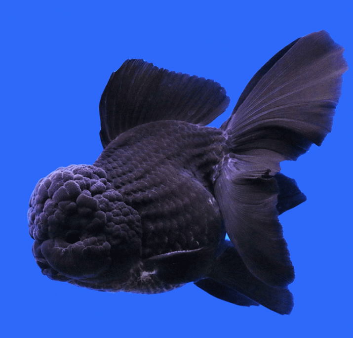 Black Oranda Fancy Gold Fish