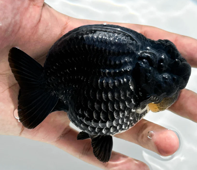 Black Ranchu Fancy Gold Fish