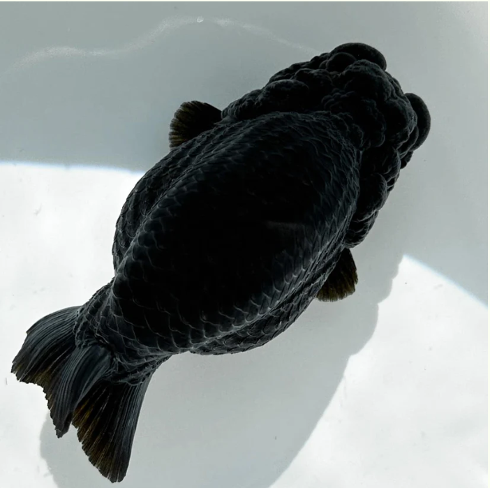 Black Ranchu Fancy Gold Fish
