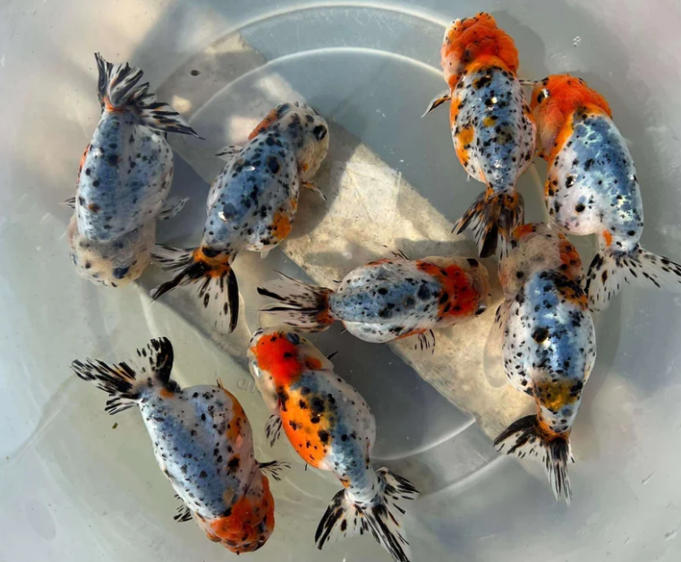 Calico Gold Fish