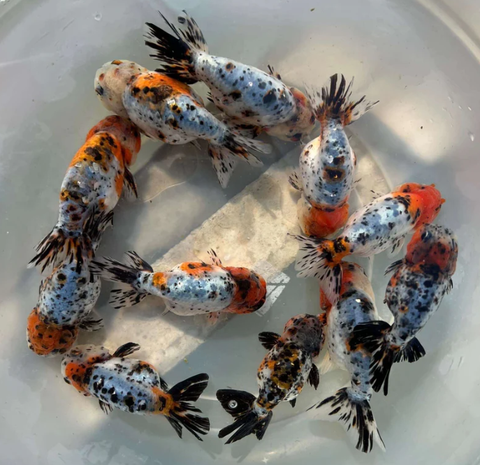 Calico Gold Fish