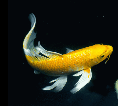 Yellow Gold Veil Tail Koi Carp Fish