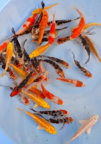 Mixed Koi 2 inches