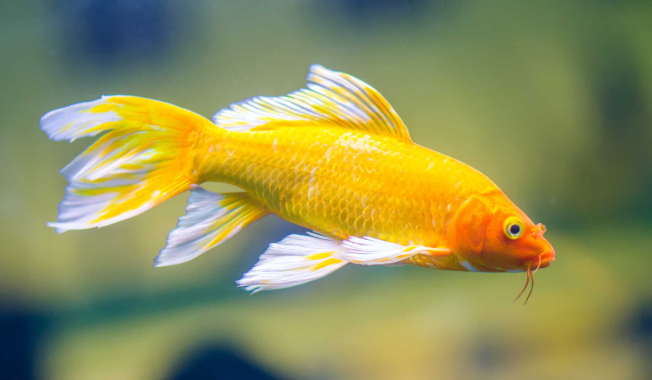 Yellow Koi Carp Fish Veil tail