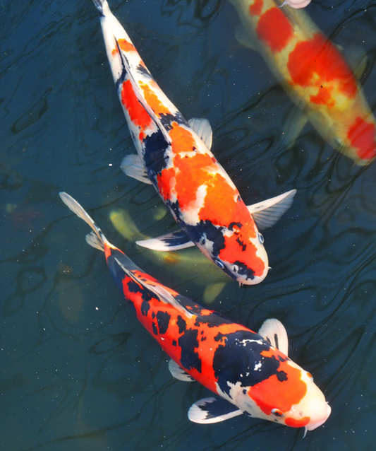 TRI Color Scale Less Koi Fish 1 Feet
