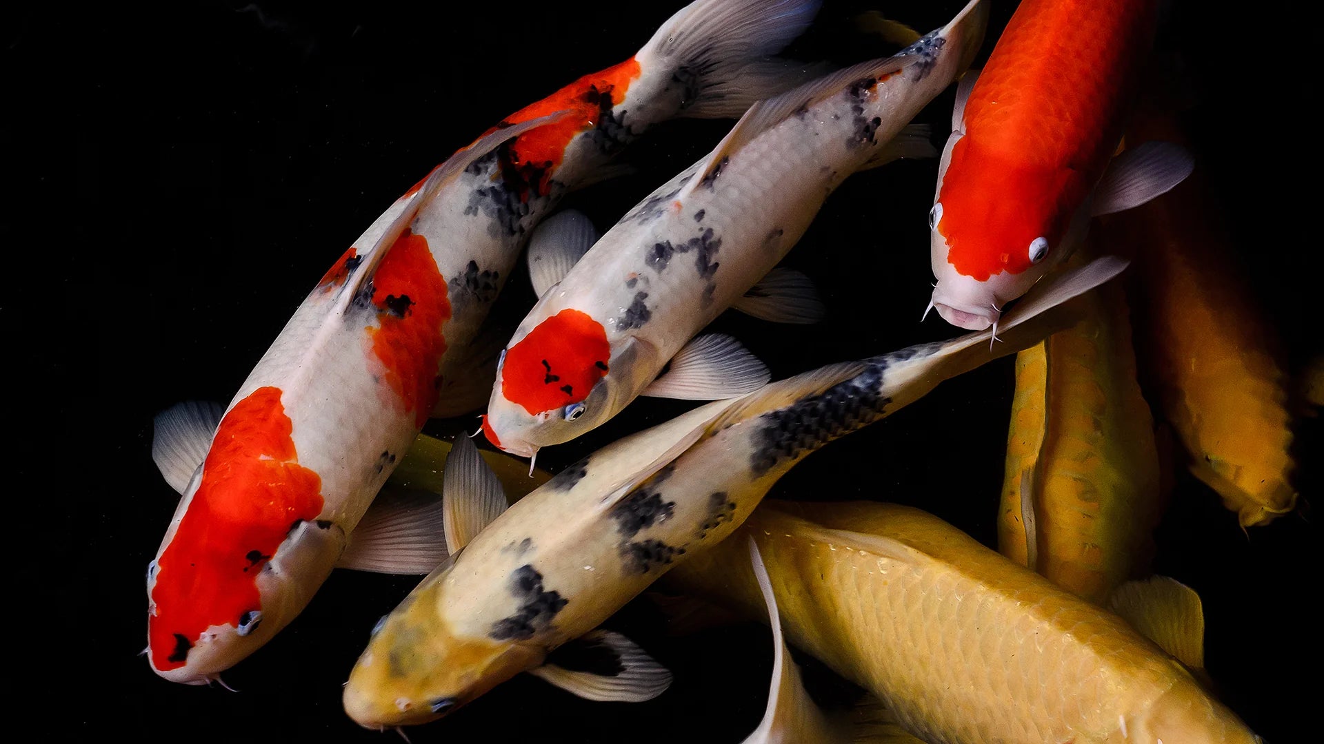 Koi Fish Online