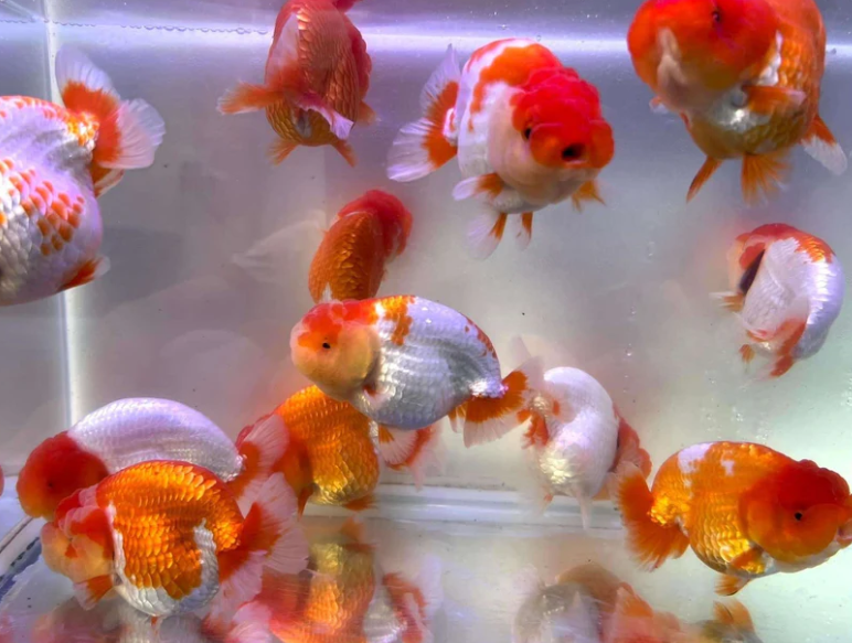 Ranchu Fancy Gold Fish