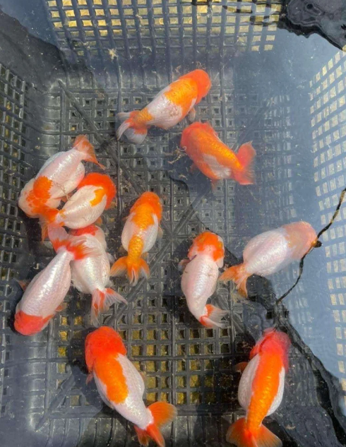Ranchu Fancy Gold Fish