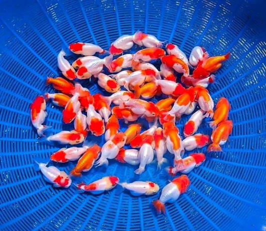 Ranchu Fancy Gold Fish