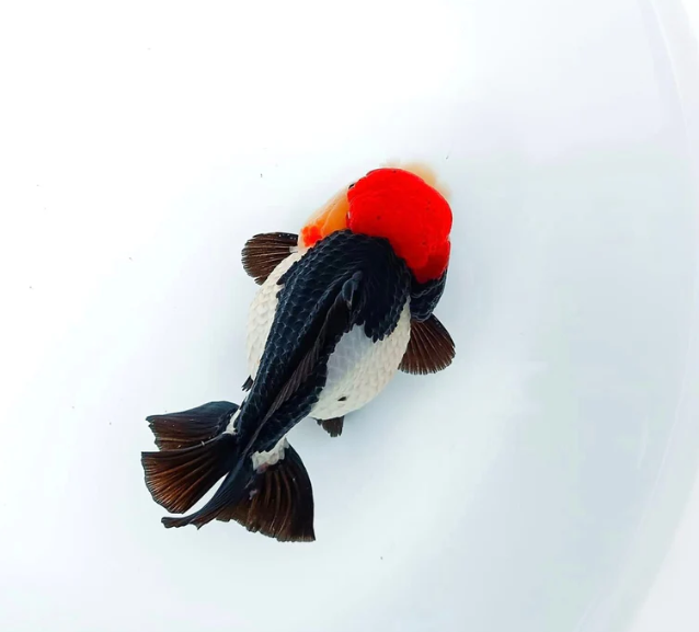 Red Head Black Body Fancy Gold Fish