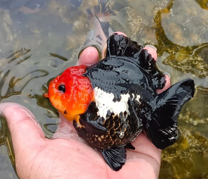Red Head Black Body Fancy Gold Fish