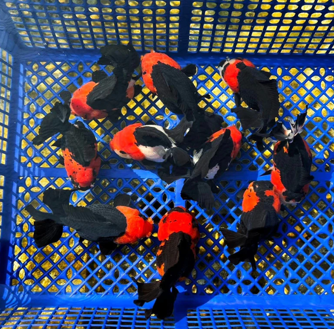 Red Head Black Body Fancy Gold Fish