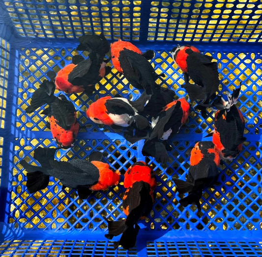 Red Head Black Body Fancy Gold Fish