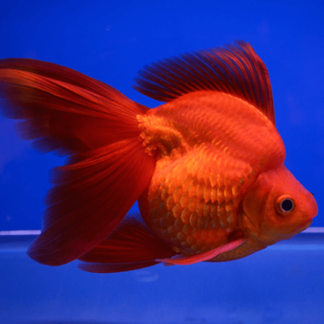 Ryūkin  Fancy Gold Fish ( Orange )