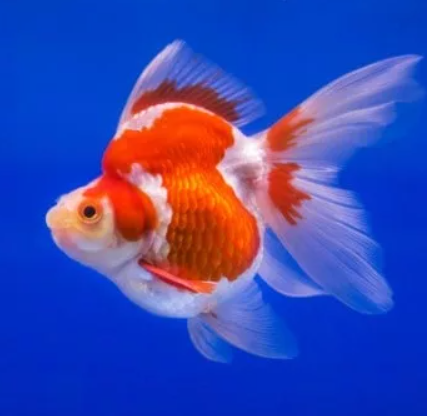 Ryūkin  Fancy Gold Fish ( White & Orange )