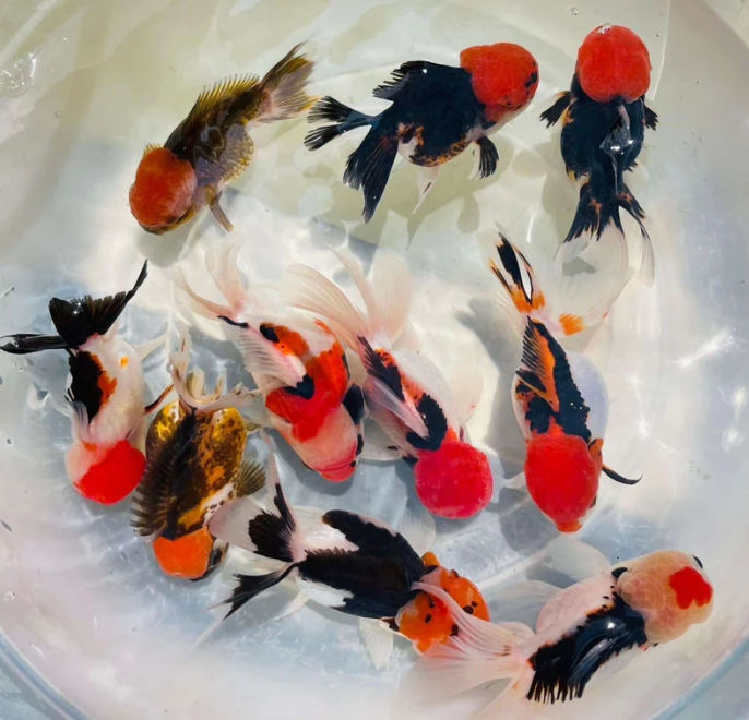 Tri Color Fancy Gold Fish