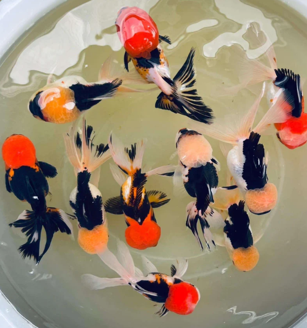 Tri Color Fancy Gold Fish