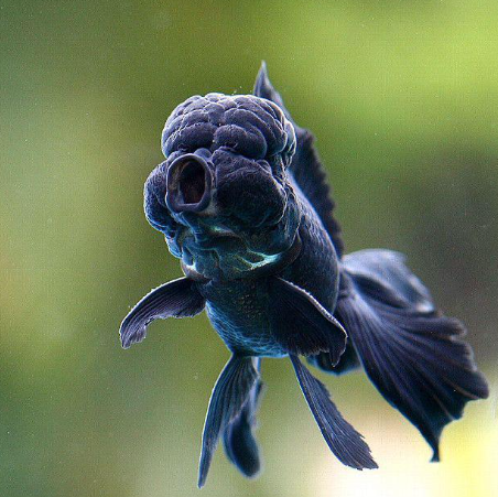 Black Oranda Fancy Gold Fish