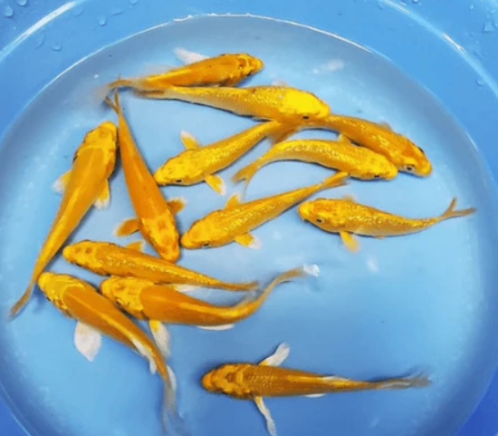 Gold Color  Koi Carp Fish