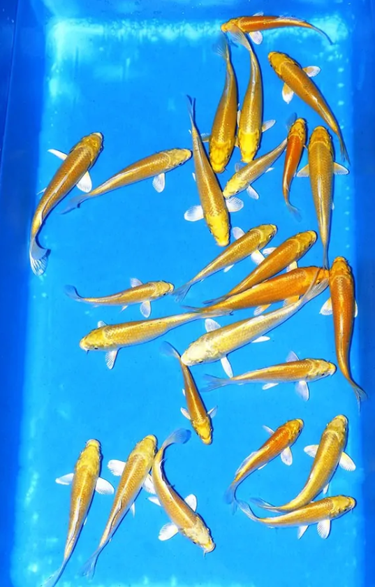 Gold Color  Koi Carp Fish