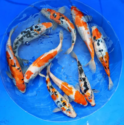 Tri Color Koi Japanese Tri Color Patterns