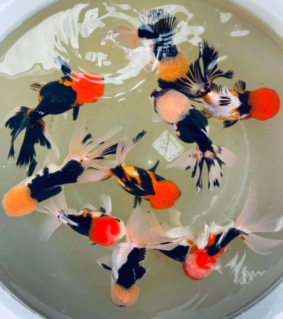 Tri Color Fancy Gold Fish