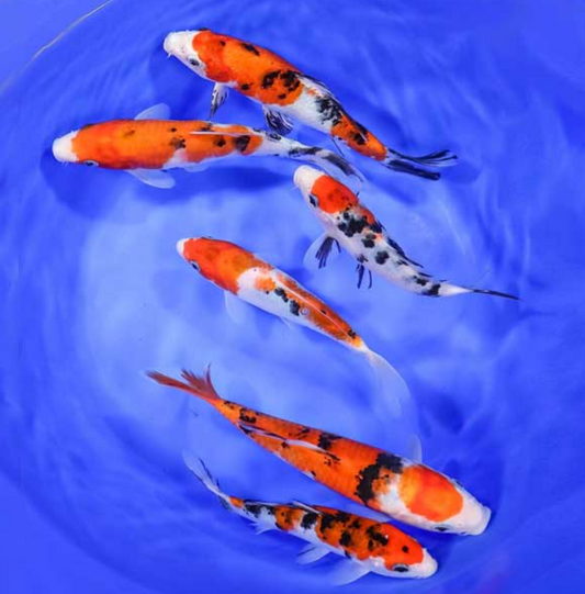 Tri Color Patches Koi Fish